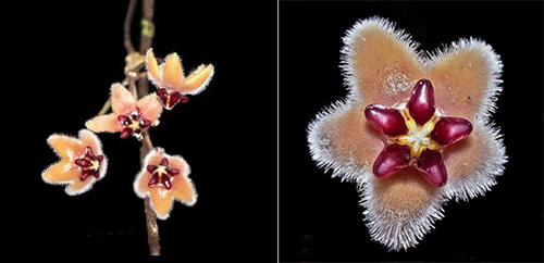 Hoya bukitrayaensis