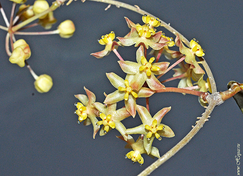 Hoya corneri