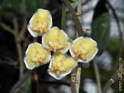 Hoya imbricata
