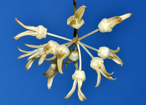 Hoya polypus