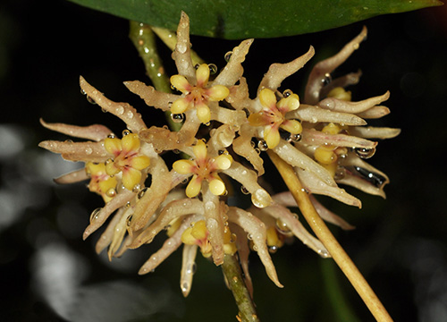 Hoya ruthiae
