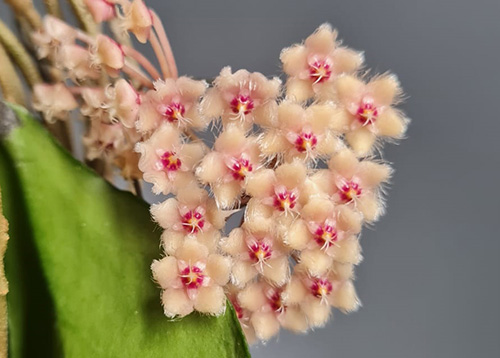 Hoya towutiensis
