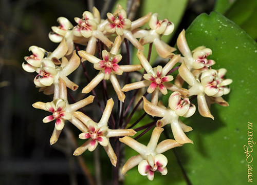 Hoya uncinata
