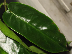 Hoya archboldiana