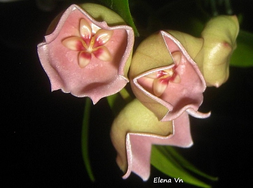 Hoya desvoeuxensis