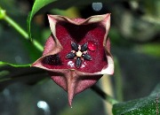 Hoya wallichii subsp. tenebrosa