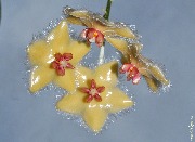 Hoya sangguensis (Indonesia) 