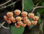 Hoya anncajanoae
