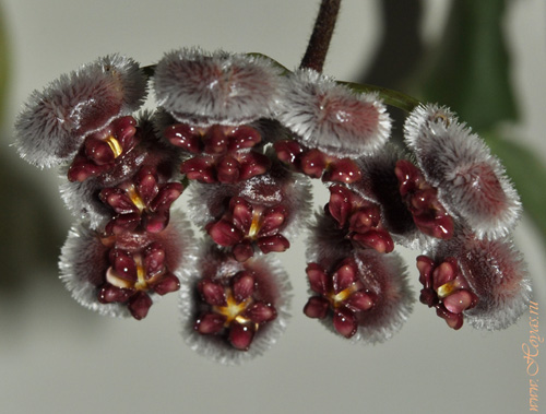 Hoya isabelchanae