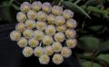 Hoya cv. Sunrise