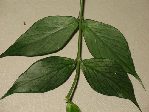 Hoya polyneura 