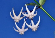 Hoya acuminata