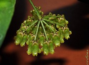 Hoya amicabilis