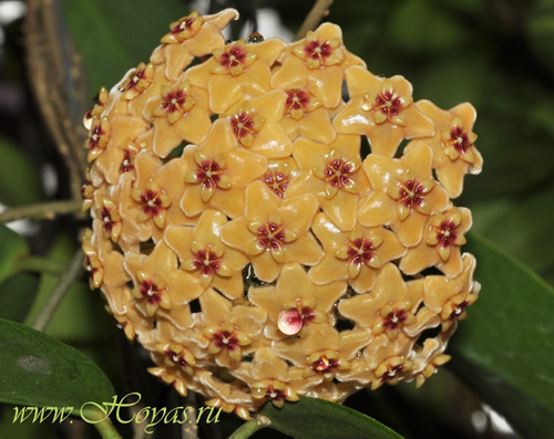 Hoya kenejiana