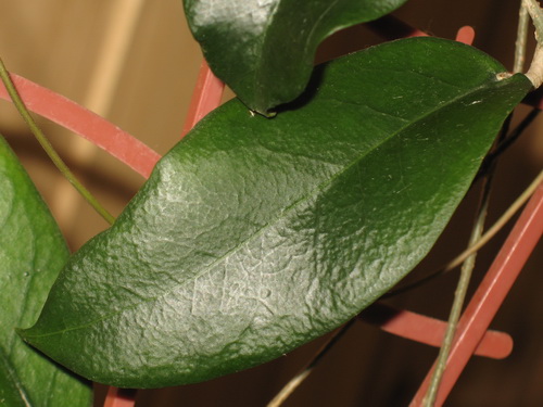 Hoya montana 