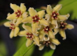 Hoya halconensis 