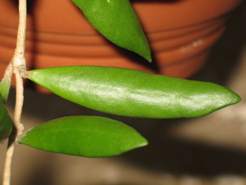 Hoya loheri 