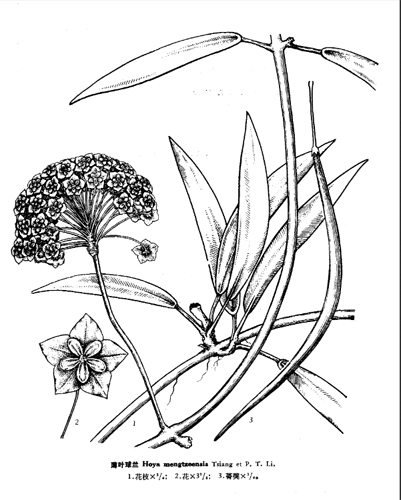 Hoya mengtzeensis
