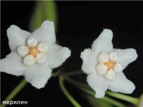 Hoya lyi