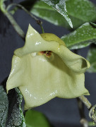 Hoya sammannaniana (sp. SDK-41)