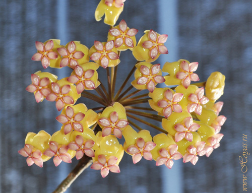 Hoya soligamiana