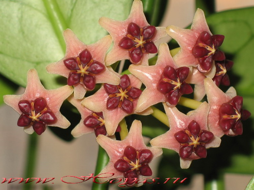 Hoya lobbii