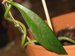 Hoya longifolia 