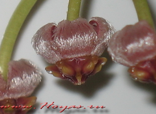 Hoya memoria 