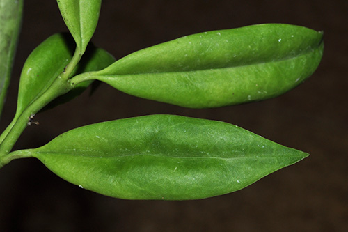 Hoya yingjiangensis