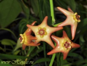 Eriostemma affine (syn. Hoya affinis)