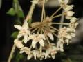 Hoya australis ssp. tenuipes