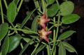 Eriostemma cv. Optimistic