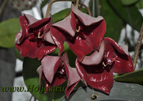 Hoya megalaster