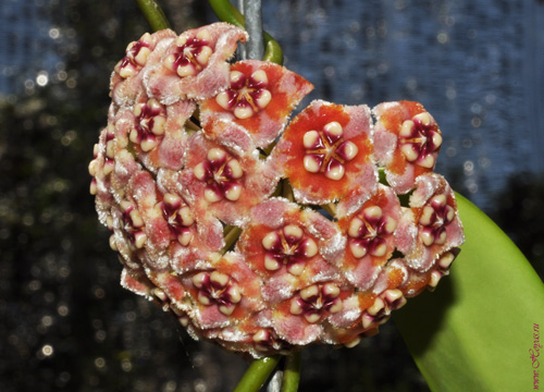 Hoya meliflua