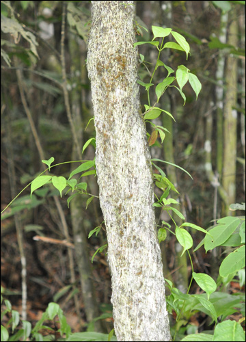 Hoya phyllura