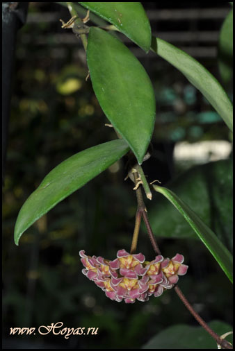 Hoya davidcummingii