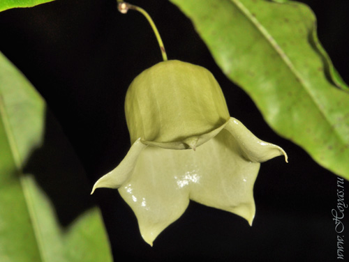 Hoya sammannaniana