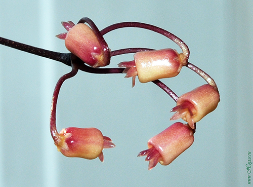 Hoya insularis 