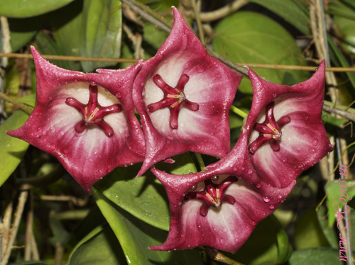 Hoya macgillivrayi