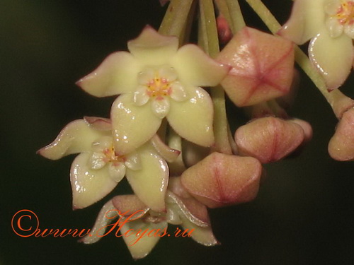 Hoya latifolia