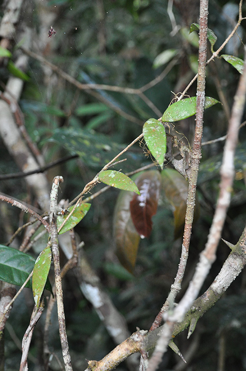 Hoya micrantha