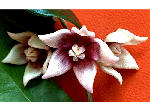 Hoya linavergarae