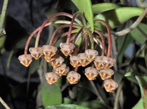 Hoya revolutа 