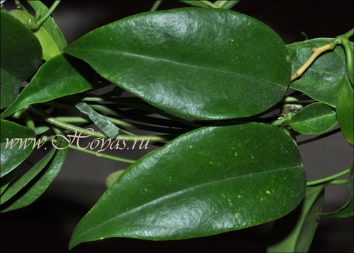 Hoya tannaensis