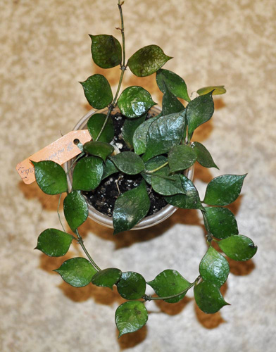 Hoya minutiflora 
