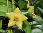 Eriostemma cv. Ruthie
