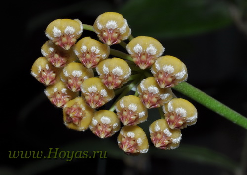 Hoya bicknellii