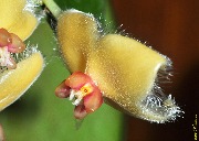 Hoya sangguensis (Borneo, Indonesia)