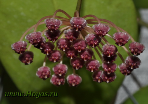 Hoya sp. Haruku 