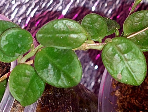 Hoya tengchongensis